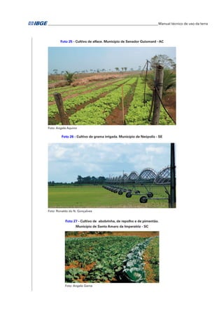 �Manual técnico de uso da terra 
Foto 25 - Cultivo de alface. Município de Senador Guiomard - AC 
Foto: Angela Aquino 
Foto 26 - Cultivo de grama irrigada. Município de Neópolis - SE 
Foto: Ronaldo do N. Gonçalves 
Foto 27 - Cultivo de abobrinha, de repolho e de pimentão. 
Município de Santo Amaro da Imperatriz - SC 
Foto: Angela Gama 
 