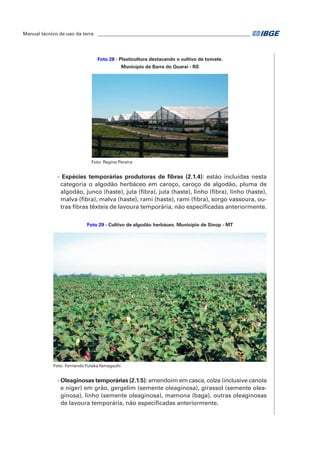 Manual técnico de uso da terra ________________________________________________________________ 
Foto 28 - Plasticultura destacando o cultivo de tomate. 
Município de Barra do Quaraí - RS 
Foto: Regina Pereira 
- Espécies temporárias produtoras de fibras (2.1.4): estão incluídas nesta 
categoria o algodão herbáceo em caroço, caroço de algodão, pluma de 
algodão, junco (haste), juta (fibra), juta (haste), linho (fibra), linho (haste), 
malva (fibra), malva (haste), rami (haste), rami (fibra), sorgo vassoura, ou-tras 
fibras têxteis de lavoura temporária, não especificadas anteriormente. 
Foto 29 - Cultivo de algodão herbáceo. Município de Sinop - MT 
Foto: Fernando Yutaka Yamaguchi 
- Oleaginosas temporárias (2.1.5): amendoim em casca, colza (inclusive canola 
e niger) em grão, gergelim (semente oleaginosa), girassol (semente olea-ginosa), 
linho (semente oleaginosa), mamona (baga), outras oleaginosas 
de lavoura temporária, não especificadas anteriormente. 
 
