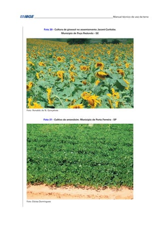 �Manual técnico de uso da terra 
Foto 30 - Cultura de girassol no assentamento Jacaré-Curituba. 
Município de Poço Redondo - SE 
Foto: Ronaldo do N. Gonçalves 
Foto 31 - Cultivo de amendoim. Município de Porto Ferreira - SP 
Foto: Eloisa Domingues 
 