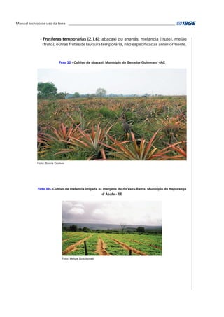 Manual técnico de uso da terra ________________________________________________________________ 
- Frutíferas temporárias (2.1.6): abacaxi ou ananás, melancia (fruto), melão 
(fruto), outras frutas de lavoura temporária, não especificadas anteriormente. 
Foto 32 - Cultivo de abacaxi. Município de Senador Guiomard - AC 
Foto: Sonia Gomes 
Foto 33 - Cultivo de melancia irrigada às margens do rio Vaza-Barris. Município de Itaporanga 
d' Ajuda - SE 
Foto: Helge Sokolonski 
 