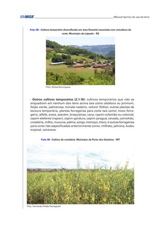 �Manual técnico de uso da terra 
Foto 38 - Cultura temporária diversificada em área florestal associada com avicultura de 
corte. Município de Lajeado - RS 
Foto: Eloisa Domingues 
- Outros cultivos temporários (2.1.10): cultivos temporários que não se 
enquadrem em nenhum dos itens acima tais como abóbora ou jerimum, 
feijão verde, palmarosa, tomate rasteiro, vetiver (folha), outras plantas de 
lavoura temporária, plantas forrageiras para corte tais como: trevo forra-geiro, 
alfafa, aveia, azevém, braquiárias, cana, capim-colonião ou colonial, 
capim-elefante (napier), capim-gordura, capim-jaraguá, cevada, comichão, 
crotalária, milho, mucuna, palma, sorgo, tremoço, trevo, e outras forrageiras 
para corte não especificadas anteriormente como: milheto, jetirana, kudzu 
tropical, canarana. 
Foto 39 - Cultivo de crotalária. Município de Porto dos Gaúchos - MT 
Foto: Fernando Yutaka Yamaguchi 
 
