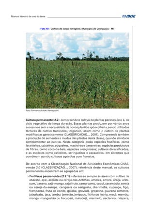 Manual técnico de uso da terra ________________________________________________________________ 
Foto 40 - Cultivo de sorgo forrageiro. Município de Cotriguaçu - MT 
Foto: Fernando Yutaka Yamaguchi 
Cultura permanente (2.2): compreende o cultivo de plantas perenes, isto é, de 
ciclo vegetativo de longa duração. Essas plantas produzem por vários anos 
sucessivos sem a necessidade de novos plantios após colheita, sendo utilizadas 
técnicas de cultivo tradicional, orgânico, assim como o cultivo de plantas 
modificadas geneticamente (CLASSIFICAÇÃO..., 2007). Compreende também 
a produção de sementes e mudas das plantas desta classe, quando atividade 
complementar ao cultivo. Nesta categoria estão espécies frutíferas, como 
laranjeiras, cajueiros, coqueiros, macieiras e bananeiras; espécies produtoras 
de fibras, como coco-da-baía, espécies oleaginosas; cultivos diversificados, 
e as espécies como cafeeiros, seringueiras e cacaueiros, em sistemas que 
combinam ou não culturas agrícolas com florestas. 
De acordo com a Classificação Nacional de Atividades Econômicas-CNAE, 
versão 2.0 (CLASSIFICAÇÃO..., 2007), referência deste manual, as culturas 
permanentes encontram-se agrupadas em: 
- Frutíferas permanentes (2.2.1): referem-se sempre às áreas com cultivo de 
abacate, açaí, acerola ou cereja-das-Antilhas, ameixa, amora, araçá, arati-cum, 
banana, cajá-manga, caju fruto, camu-camu, caqui, carambola, cereja 
ou cereja-da-europa, ceriguela ou seriguela, cherimólia, cupuaçu, figo, 
framboesa, fruta-de-conde, goiaba, graviola, groselha, guaraná semente, 
jabuticaba, jaca, jambo, jamelão, jenipapo, lichia ou lechia, maçã, mamão, 
manga, mangustão ou bacupari, maracujá, marmelo, nectarina, nêspera, 
 