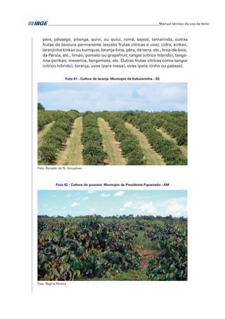 �Manual técnico de uso da terra 
pera, pêssego, pitanga, quivi, ou quiuí, romã, sapoti, tamarindo, outras 
frutas de lavoura permanente (exceto frutas cítricas e uva), cidra, kinkan, 
laranjinha kinkan ou kumquat, laranja-lima, pêra, da terra, etc., lima-de-bico, 
da Pérsia, etc., limão, pomelo ou grapefruit, tangel (cítrico híbrido), tange-rina- 
ponkan, mexerica, bergamota, etc. Outras frutas cítricas como tangor 
(cítrico híbrido), toranja, uvas (para mesa), uvas (para vinho ou passas). 
Foto 41 - Cultivo de laranja. Município de Itabaianinha - SE 
Foto: Ronaldo do N. Gonçalves 
Foto 42 - Cultura do guaraná. Município de Presidente Figueiredo - AM 
Foto: Regina Pereira 
 