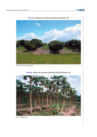 Manual técnico de uso da terra ________________________________________________________________ 
Foto 43 - Mangueira de cultivo. Município de Neópolis - SE 
Foto: Ronaldo N. Gonçalves 
Foto 44 - Cultivo de mamoeiro. Município de Porto Grande - AP 
Foto: Angela Gama 
 