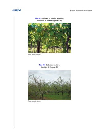 �Manual técnico de uso da terra 
Foto 45 - Parreirais da vinícola Miolo S.A. 
Município de Bento Gonçalves - RS 
Foto: Sonia Gomes 
Foto 46 - Cultivo da macieira. 
Municípo de Vacaria - RS 
Foto: Angela Gama 
 