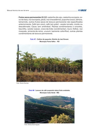Manual técnico de uso da terra ________________________________________________________________ 
- Frutos secos permanentes (2.2.2): castanha-de-caju, castanha-europeia, co-co- 
da-baía, noz (europeia, pecã), noz (macadâmia), pupunha (coco), tâmara, 
tamarindo, outros frutos secos de lavoura permanente não especificados 
anteriormente. Café (em coco), café (em grão) - exceto torrado, moído ou 
descafeinado. Cacau (em amêndoa). Plantas condimentares e corantes, 
baunilha, canela (casca), cravo-da-India (condimentar), louro (folha), noz 
moscada, pimenta-do-reino, urucum (semente colorífica), outras plantas 
condimentares de lavoura permanente. 
Foto 47 - Cultivo de pupunha. Distrito de Jaci-Paraná. 
Município Porto Velho - RO 
Foto: Sonia Gomes 
Foto 48 - Lavoura de café ocupando relevo forte ondulado. 
Município Cabo Verde - MG 
Foto: Eloisa Domingues 
 