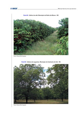 �Manual técnico de uso da terra 
Foto 49 - Cultivo de café. Município de Rolim de Moura - RO 
Foto: Eloisa Domingues 
Foto 50 - Cultura de nogueiras. Município de Cachoeira do Sul - RS 
Foto: Eloisa Domingues 
 