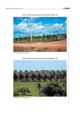 Manual técnico de uso da terra ________________________________________________________________ 
Foto 51 - Cultivo de pimenta-do-reino. Município de Baião - PA 
Foto: Joana D'Arc Arouk Ferreira 
Foto 52 - Cultivo de coco-da-baía. Município de Neópolis - SE 
Foto: Ronaldo do N. Gonçalves 
 