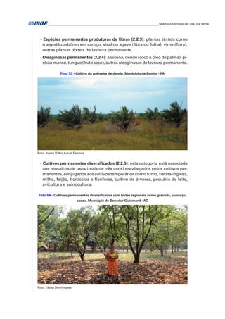 �Manual técnico de uso da terra 
- Espécies permanentes produtoras de fibras (2.2.3): plantas têxteis como 
o algodão arbóreo em caroço, sisal ou agave (fibra ou folha), vime (fibra), 
outras plantas têxteis de lavoura permanente. 
- Oleaginosas permanentes (2.2.4): azeitona, dendê (coco e óleo de palma), pi-nhão 
manso, tungue (fruto seco), outras oleoginosas de lavoura permanente. 
Foto 53 - Cultivo da palmeira de dendê. Município de Bonito - PA 
Foto: Joana D'Arc Arouk Ferreira 
- Cultivos permanentes diversificados (2.2.5): esta categoria está associada 
aos mosaicos de usos (mais de três usos) encabeçados pelos cultivos per-manentes, 
conjugados aos cultivos temporários como fumo, batata-inglesa, 
milho, feijão, hortícolas e floríferas, cultivo de árvores, pecuária de leite, 
avicultura e suinocultura. 
Foto 54 - Cultivos permanentes diversificados com frutas regionais como graviola, cupuaçu, 
cacau. Município de Senador Guiomard - AC 
Foto: Eloisa Domingues 
 