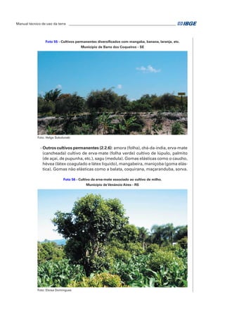 Manual técnico de uso da terra ________________________________________________________________ 
Foto 55 - Cultivos permanentes diversificados com mangaba, banana, laranja, etc. 
Município de Barra dos Coqueiros - SE 
Foto: Helge Sokolonski 
- Outros cultivos permanentes (2.2.6): amora (folha), chá-da-índia, erva-mate 
(cancheada) cultivo de erva-mate (folha verde) cultivo de lúpulo, palmito 
(de açaí, de pupunha, etc.), sagu (medula). Gomas elásticas como o caucho, 
hévea (látex coagulado e látex líquido), mangabeira, maniçoba (goma elás-tica). 
Gomas não elásticas como a balata, coquirana, maçaranduba, sorva. 
Foto 56 - Cultivo da erva-mate associado ao cultivo de milho. 
Município de Venâncio Aires - RS 
Foto: Eloisa Domingues 
 