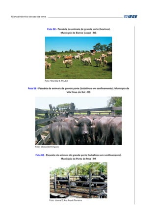 Manual técnico de uso da terra ________________________________________________________________ 
Foto 58 - Pecuária de animais de grande porte (bovinos). 
Município de Barros Cassal - RS 
Foto: Marilda B. Poubel 
Foto 59 - Pecuária de animais de grande porte (bubalinos em confinamento). Município de 
Vila Nova do Sul - RS 
Foto: Eloisa Domingues 
Foto 60 - Pecuária de animais de grande porte (bubalinos em confinamento). 
Município de Porto de Moz - PA 
Foto: Joana D'Arc Arouk Ferreira 
 