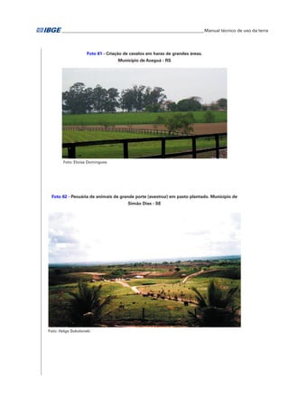 �Manual técnico de uso da terra 
Foto 61 - Criação de cavalos em haras de grandes áreas. 
Município de Aceguá - RS 
Foto: Eloisa Domingues 
Foto 62 - Pecuária de animais de grande porte (avestruz) em pasto plantado. Município de 
Simão Dias - SE 
Foto: Helge Sokolonski 
 