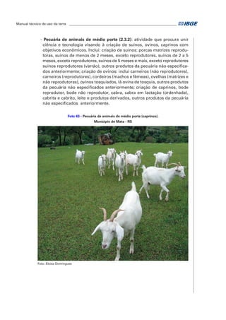 Manual técnico de uso da terra ________________________________________________________________ 
- Pecuária de animais de médio porte (2.3.2): atividade que procura unir 
ciência e tecnologia visando à criação de suínos, ovinos, caprinos com 
objetivos econômicos. Inclui: criação de suínos: porcas matrizes reprodu-toras, 
suínos de menos de 2 meses, exceto reprodutores, suínos de 2 a 5 
meses, exceto reprodutores, suínos de 5 meses e mais, exceto reprodutores 
suínos reprodutores (varrão), outros produtos da pecuária não especifica-dos 
anteriormente; criação de ovinos: inclui carneiros (não reprodutores), 
carneiros (reprodutores), cordeiros (machos e fêmeas), ovelhas (matrizes e 
não reprodutoras), ovinos tosquiados, lã ovina de tosquia, outros produtos 
da pecuária não especificados anteriormente; criação de caprinos, bode 
reprodutor, bode não reprodutor, cabra, cabra em lactação (ordenhada), 
cabrita e cabrito, leite e produtos derivados, outros produtos da pecuária 
não especificados anteriormente. 
Foto 63 - Pecuária de animais de médio porte (caprinos). 
Município de Mata - RS 
Foto: Eloisa Domingues 
 