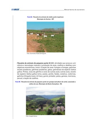 �Manual técnico de uso da terra 
Foto 64 - Pecuária de animais de médio porte (caprinos). 
Município de Sorriso - MT 
Foto: Fernando Yutaka Yamaguchi 
- Pecuária de animais de pequeno porte (2.3.3): atividade que procura unir 
ciência e tecnologia visando à produção de aves, coelhos e abelhas com 
objetivos econômicos. Inclui: Criação de aves: frangos e frangas, galinhas 
exceto poedeiras, galinhas poedeiras, galos, galináceos da espécie Gallus 
gallus. Pintos, ovos de galinha e ovos de outras aves; outras aves, exceto 
da espécie Gallus gallus (ema, pavão, perdiz, faisão, avestruz, codornas, 
galinha-d'Angola (cocó, tô-fraco, guiné, pintada), patos, gansos, marrecos, 
perus); criação de coelhos. 
Foto 65 - Pecuária de animais de pequeno porte em granjas (avicultura de corte), associada a 
cultivo de uva. Município de Bento Gonçalves - RS 
Foto: Angela Gama 
 