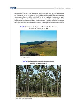 �Manual técnico de uso da terra 
jacaré, jacatirão, mogno ou aguano, pau-brasil, peroba, pinheiro brasileiro 
ou araucária, pínus americano, quiri ou kiri, sabiá, sassafrás, sete casacas, 
teca, ucuubeira, vinhático, incluindo-se aí as espécies madeireiras (para 
papel e celulose, movelaria, indústria naval, etc) e outras espécies florestais 
madeireiras, não especificadas anteriormente e outras espécies para con-servação 
de bosques de zonas florestais, não especificadas anteriormente. 
Foto 67 - Reflorestamento de pínus nos Campos de Cima da Serra. 
Município de Cambará do Sul - RS 
Foto: Angela Aquino 
Foto 68 - Reflorestamento com paricá ou pinus cuiabano. 
Município de Paragominas - PA 
Foto: Joana D'Arc Arouk Ferreira 
 