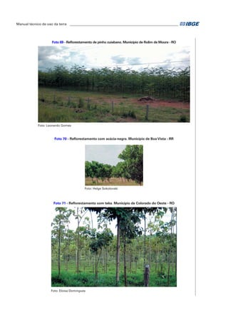 Manual técnico de uso da terra ________________________________________________________________ 
Foto 69 - Reflorestamento de pinho cuiabano. Município de Rolim de Moura - RO 
Foto: Leonardo Gomes 
Foto 70 - Reflorestamento com acácia-negra. Município de Boa Vista - RR 
Foto: Helge Sokolonski 
Foto 71 - Reflorestamento com teka. Município de Colorado do Oeste - RO 
Foto: Eloisa Domingues 
 