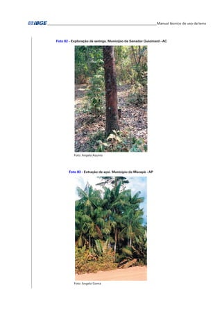 �Manual técnico de uso da terra 
Foto 82 - Exploração de seringa. Município de Senador Guiomard - AC 
Foto: Angela Aquino 
Foto 83 - Extração de açaí. Município de Macapá - AP 
Foto: Angela Gama 
 