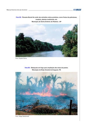 Manual técnico de uso da terra ________________________________________________________________ 
Foto 84 - Floresta Aluvial de onde são extraídos vários produtos, como frutos de palmáceas, 
madeira, plantas medicinais, etc. 
Município de Santo Antônio da Pedreira - AP 
Foto: Angela Gama 
Foto 85 - Babaçuais em fogo para ampliação das áreas de pastos. 
Município de Brejo Grande do Araguaia- PA 
Foto: Helge Sokolonski 
 