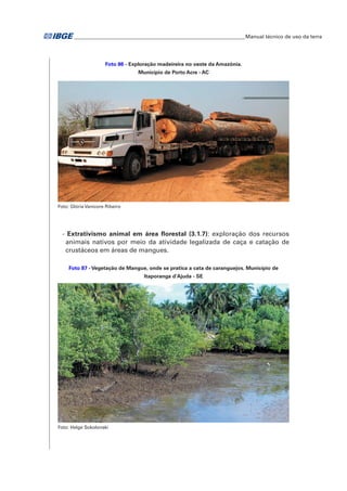 �Manual técnico de uso da terra 
Foto 86 - Exploração madeireira no oeste da Amazônia. 
Município de Porto Acre - AC 
Foto: Glória Vanicore Ribeiro 
- Extrativismo animal em área florestal (3.1.7): exploração dos recursos 
animais nativos por meio da atividade legalizada de caça e catação de 
crustáceos em áreas de mangues. 
Foto 87 - Vegetação de Mangue, onde se pratica a cata de caranguejos. Município de 
Itaporanga d'Ajuda - SE 
Foto: Helge Sokolonski 
 