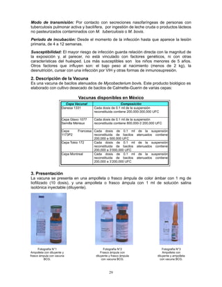 29
Modo de transmisión: Por contacto con secreciones nasofaríngeas de personas con
tuberculosis pulmonar activa y bacilífera, por ingestión de leche cruda o productos lácteos
no pasteurizados contaminados con M. tuberculosis o M. bovis.
Período de incubación: Desde el momento de la infección hasta que aparece la lesión
primaria, de 4 a 12 semanas.
Susceptibilidad: El mayor riesgo de infección guarda relación directa con la magnitud de
la exposición y, al parecer, no está vinculado con factores genéticos, ni con otras
características del huésped. Los más susceptibles son los niños menores de 5 años.
Otros factores que influyen son: el bajo peso al nacimiento (menos de 2 kg), la
desnutrición, cursar con una infección por VIH y otras formas de inmunosupresión.
2. Descripción de la Vacuna
Es una vacuna de bacilos atenuados de Mycobacterium bovis. Este producto biológico es
elaborado con cultivo desecado de bacilos de Calmette-Guerin de varias cepas:
Vacunas disponibles en México
Cepa Vacunal Composición
Danesa 1331 Cada dosis de 0.1 ml de la suspensión
reconstituida contiene 200,000-300,000 UFC
Cepa Glaxo 1077
Semilla Mérieux
Cada dosis de 0.1 ml de la suspensión
reconstituida contiene 800,000-3´200,000 UFC
Cepa Francesa
1173P2
Cada dosis de 0.1 ml de la suspensión
reconstituida de bacilos atenuados contiene
200,000 a 500,000 UFC
Cepa Tokio 172 Cada dosis de 0.1 ml de la suspensión
reconstituida de bacilos atenuados contiene
200,000 a 3’000,000 UFC
Cepa Montreal Cada dosis de 0.1 ml de la suspensión
reconstituida de bacilos atenuados contiene
200,000 a 3’200,000 UFC
3. Presentación
La vacuna se presenta en una ampolleta o frasco ámpula de color ámbar con 1 mg de
liofilizado (10 dosis), y una ampolleta o frasco ámpula con 1 ml de solución salina
isotónica inyectable (diluyente).
Fotografía N°1
Ampolleta con diluyente y
frasco ámpula con vacuna
BCG.
Fotografía N°2
Frasco ámpula con
diluyente y frasco ámpula
con vacuna BCG.
Fotografía N°3
Ampolleta con
diluyente y ampolleta
con vacuna BCG.
 