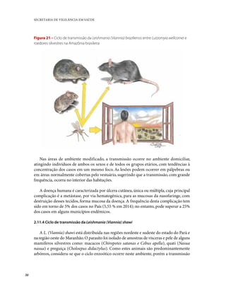 SECRETARIA DE VIGILÂNCIA EM SAÚDE
30
Figura 21 – Ciclo de transmissão da Leishmania (Viannia) braziliensis entre Lutzomyia...