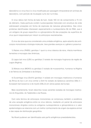 103
RAIVA
laboratório e o vírus fixo é o vírus modificado por passagem intracerebral em animais de
laboratório, com período de incubação curto de 4 a 6 dias.
O vírus rábico tem forma de bala de fuzil, mede 180 nm de comprimento e 75 nm
de diâmetro. Cada partícula contém nucleocapsídeo helicoidal com envoltura de onde
sobressaem projeções em forma de espículas de natureza glicoprotéica. Das cinco
proteínas identificadas interessam especialmente a nucleoproteína (N) do RNA, que é
um antígeno de grupo específico e a glicoproteína (G) das projeções da superfície do
vírus que é responsável por induzir os anticorpos neutralizantes.
O vírus da raiva que era considerado uma unidade antigênica, após advento dos anti-
corpos monoclonais e biologia molecular, teve grandes avanços e o gênero Lyssavirus:
1) Rabies virus (RABV), genótipo 1 que é o vírus clássico da raiva, infecta mamíferos
terrestres e morcegos das Américas.
2) Lagos bat virus (LBV) ou genótipo 2 isolado de morcegos frugívoros da região de
Lagos (Nigéria).
3) Mokola virus (MOKV) ou genótipo 3 isolado de mussaranhos, humanos na Nigéria
e de felinos do Zimbabwe e da Etiópia.
4) Duvenhage vírus (DUVV) genótipo 4 isolado em morcegos insetívoros e humanos
da África do Sul e um vírus similar a DUV foi isolado do Eptesicus serotinos (EBL-1) –
Europeam bat lyssavirus e do myotis (EBL-2) em vários países da Europa
Mais recentemente, foram descritos novas variantes isoladas de morcegos insetívo-
ros do Kirguistão, do Tadjikistão e da Rússia.
Com esta técnica de anticorpos monoclonais se comprovou também a existência
de uma variação antigênica entre os vírus rábicos, mediante um painel de anticorpos
monoclonais dirigidos contra os antígenos nucleoprotéicos e glicoprotéicos e o valor
epidemiológico se relaciona com um melhor conhecimento da origem da espécie animal
e das cepas de distribuição geográfica.
No Brasil puderam ser identificados seis perfis antigênicos preestabelecidos.
 