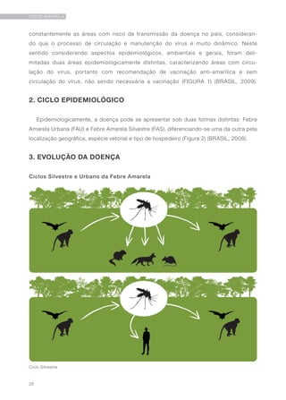 26
FEBRE AMARELA
constantemente as áreas com risco de transmissão da doença no país, consideran-
do que o processo de circulação e manutenção do vírus é muito dinâmico. Neste
sentido considerando aspectos epidemiológicos, ambientais e gerais, foram deli-
mitadas duas áreas epidemiologicamente distintas, caracterizando áreas com circu-
lação do vírus, portanto com recomendação de vacinação anti-amarílica e sem
circulação do vírus, não sendo necessária a vacinação (FIGURA 1) (BRASIL, 2009).
2. CICLO EPIDEMIOLÓGICO
Epidemiologicamente, a doença pode se apresentar sob duas formas distintas: Febre
Amarela Urbana (FAU) e Febre Amarela Silvestre (FAS), diferenciando-se uma da outra pela
localização geográfica, espécie vetorial e tipo de hospedeiro (Figura 2) (BRASIL, 2008).
3. EVOLUÇÃO DA DOENÇA
Ciclos Silvestre e Urbano da Febre Amarela
Ciclo Silvestre
 