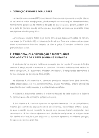 57
LARVA MIGRANS
1. DEFINIÇÃO E NOMES POPULARES
Larva migrans cutânea (LMC) é um termo clínico que designa uma erupção dérmi-
ca de caracter linear e serpiginoso, produzida por larvas de alguns Nemathelminthes,
normalmente parasitas do intestino delgado de cães e gatos, porém, podem atin-
gir a pele do homem, sendo conhecida por dermatite serpiginosa, dermatite linear
serpiginosa e bicho geográfico.
Larva migrans visceral (LMV) é um termo clínico que designa infecções no homem,
por larvas de 3º estágio (L3) principalmente do gênero Toxocara, cujas espécies para-
sitam normalmente o intestino delgado de cães e gatos. É também conhecida como
granulomatose larval.
2. ETIOLOGIA, CLASSIFICAÇÃO E MORFOLOGIA
DOS AGENTES DA LARVA MIGRANS CUTÂNEA
A síndrome larva migrans cutânea é causada por larvas de 3º estágio (L3) dos
helmintos Ancylostoma braziliense, A. caninum, Uncinaria stenocephala, Gnathos-
toma spinigerum, A. duodenale, Necator americanus, Strongyloides stercoralis e
formas imaturas de Dirofilaria (REY, 2001).
As espécies A. braziliense e A. caninum, principais responsáveis pela síndrome,
estão classificadas no filo Nemathelminthes, classe Nematoda, ordem Strongylida
superfamília Ancylostomatoidea e família Ancylostomatidae.
A espécie A. braziliense parasita o intestino delgado de cães e gatos e a espécie
A. caninum parasita o intestino delgado de cães.
A. braziliense e A. caninum apresentam aproximadamente 1cm de comprimento,
machos possuem bolsa copuladora bem desenvolvida, extremidade anterior curva-
da para a região dorsal (aspecto de anzol), com cápsula bucal subglobular, bem
desenvolvida. A. braziliense apresenta um par de dentes grandes na margem ante-
rior ventral da cápsula bucal enquanto A. caninum apresenta na mesma posição,
três pares de dentes grandes.
 