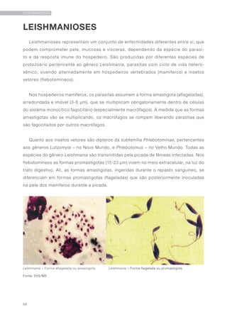 68
LEISHMANIOSES
Leishmanioses representam um conjunto de enfermidades diferentes entre si, que
podem comprometer pele, mucosas e vísceras, dependendo da espécie do parasi-
to e da resposta imune do hospedeiro. São produzidas por diferentes espécies de
protozoário pertencente ao gênero Leishmania, parasitas com ciclo de vida hetero-
xênico, vivendo alternadamente em hospedeiros vertebrados (mamíferos) e insetos
vetores (flebotomíneos).
Nos hospedeiros mamíferos, os parasitas assumem a forma amastigota (aflageladas),
arredondada e imóvel (3-6 µm), que se multiplicam obrigatoriamente dentro de células
do sistema monocítico fagocitário (especialmente macrófagos). À medida que as formas
amastigotas vão se multiplicando, os macrófagos se rompem liberando parasitas que
são fagocitados por outros macrófagos.
Quanto aos insetos vetores são dípteros da subfamília Phlebotominae, pertencentes
aos gêneros Lutzomyia – no Novo Mundo, e Phlebotomus – no Velho Mundo. Todas as
espécies do gênero Leishmania são transmitidas pela picada de fêmeas infectadas. Nos
flebotomíneos as formas promastigotas (15-23 µm) vivem no meio extracelular, na luz do
trato digestivo. Ali, as formas amastigotas, ingeridas durante o repasto sanguíneo, se
diferenciam em formas promastigotas (flageladas) que são posteriormente inoculadas
na pele dos mamíferos durante a picada.
LEISHMANIOSES
Leishmania – Forma aflagelada ou amastigota. Leishmania – Forma flagelada ou promastigota
Fonte: SVS/MS
 