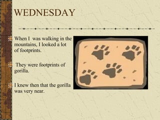 WEDNESDAY When I  was walking in the mountains, I looked a lot of footprints. They were footprints of gorilla. I knew then that the gorilla was very near. 