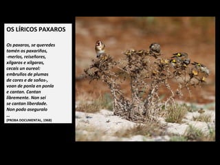 OS LÍRICOS PAXAROS
 
Os paxaros, se queredes
tamén os paxariños,
-merlos, reiseñores,
xílgaros e xílgaras,
cecais un oureol:
embrullos de plumas
de cores e de soños-,
voan de ponla en ponla
e cantan. Cantan
libremente. Non sei
se cantan liberdade.
Non podo aseguralo
…
(PROBA DOCUMENTAL, 1968)
 