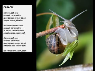 CARACOL
Caracol, col, col;
caracol, caracoleiro:
pon os teus cornos ao sol
xa que es tan frioleiro!
Ao lombo levas a casa,
caracol, caracoleiro:
e deixas cintas de seda
engalanando o carreiro!
Caracol, col, col;
caracol, caracolón:
pon os teus cornos ao sol
ao sol os teus cornos pon!
(OS SOÑOS NA GAIOLA, 1954)
 