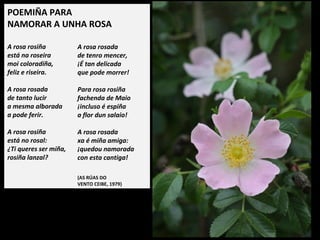 POEMIÑA PARA
NAMORAR A UNHA ROSA
 
A rosa rosiña
está na roseira
moi coloradiña,
feliz e riseira.
A rosa rosada
de tanto lucir
a mesma alborada
a pode ferir.
A rosa rosiña
está no rosal:
Ti queres ser miña,
rosiña lanzal?
 
A rosa rosada
de tenro mencer,
É tan delicada
que pode morrer!
Para rosa rosiña
fachenda de Maio
incluso é espiña
a flor dun salaio!
A rosa rosada
xa é miña amiga:
quedou namorada
con esta cantiga!
 
(AS RÚAS DO
VENTO CEIBE, 1979)
 