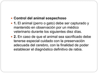  Control del animal sospechoso
 1. El animal (perro o gato) debe ser capturado y
mantenido en observación por un médico
veterinario durante los siguientes diez días.
 2. En caso de que el animal sea sacrificado debe
tenerse especial cuidado con la preservación
adecuada del cerebro, con la finalidad de poder
establecer el diagnóstico definitivo de rabia.
 