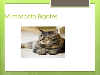 Mi mascota Bigotes
 