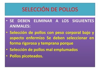 SELECCIÓN DE POLLOSSE DEBEN ELIMINAR A LOS SIGUIENTES ANIMALES:Selección de pollos con peso corporal bajo y aspecto enfermizo Se deben seleccionar en forma rigorosa y temprana porqueSelección de pollos mal emplumados Pollos picoteados.