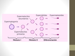 Manuel diaz 25687328_ovogenesis_y_espermatogensis