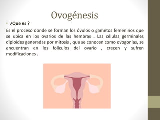 Ovogénesis
• ¿Que es ?
Es el proceso donde se forman los óvulos o gametos femeninos que
se ubica en los ovarios de las hembras . Las células germinales
diploides generadas por mitosis , que se conocen como ovogonias, se
encuentran en los folículos del ovario , crecen y sufren
modificaciones .
 