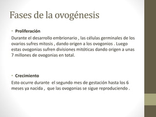Fases de la ovogénesis
• Proliferación
Durante el desarrollo embrionario , las células germinales de los
ovarios sufres mitosis , dando origen a los ovogonios . Luego
estas ovogonias sufren divisiones mitóticas dando origen a unas
7 millones de ovogonias en total.
• Crecimiento
Esto ocurre durante el segundo mes de gestación hasta los 6
meses ya nacida , que las ovogonias se sigue reproduciendo .
 