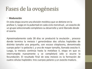 Fases de la ovogénesis
• Maduración
En esta etapa ocurre una división meiótica que se detiene en la
profase 1, luego en la pubertad en cada ciclo menstrual , un ovocito de
un grupo seleccionado completara su desarrollo y será liberado desde
el ovario.
Aproximadamente cada 28 días se producirá la ovulación , proceso
donde termina la meiosis I generándose dos células haploides de
distinto tamaño una pequeña, con escaso citoplasma, denominada
cuerpo polar I o polocito I, y una de mayor tamaño, llamada ovocito II.
Luego, la meiosis continúa hasta la metafase II, etapa en que es
interrumpida nuevamente y se completará solo si ocurre la
fecundación. El resultado final de esta meiosis es la formación de
cuatro células haploides: tres cuerpos polares y un ovocito maduro.
 