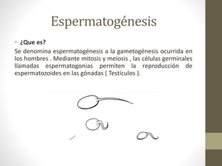 • ¿Que es?
Se denomina espermatogénesis a la gametogénesis ocurrida en
los hombres . Mediante mitosis y meiosis , las células germinales
llamadas espermatogonias permiten la reproducción de
espermatozoides en las gónadas ( Testículos ).
Espermatogénesis
 