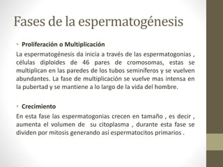 Fases de la espermatogénesis
• Proliferación o Multiplicación
La espermatogénesis da inicia a través de las espermatogonias ,
células diploides de 46 pares de cromosomas, estas se
multiplican en las paredes de los tubos seminíferos y se vuelven
abundantes. La fase de multiplicación se vuelve mas intensa en
la pubertad y se mantiene a lo largo de la vida del hombre.
• Crecimiento
En esta fase las espermatogonias crecen en tamaño , es decir ,
aumenta el volumen de su citoplasma , durante esta fase se
dividen por mitosis generando así espermatocitos primarios .
 