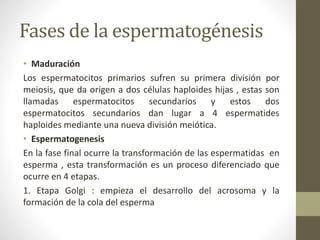 Fases de la espermatogénesis
• Maduración
Los espermatocitos primarios sufren su primera división por
meiosis, que da origen a dos células haploides hijas , estas son
llamadas espermatocitos secundarios y estos dos
espermatocitos secundarios dan lugar a 4 espermatides
haploides mediante una nueva división meiótica.
• Espermatogenesis
En la fase final ocurre la transformación de las espermatidas en
esperma , esta transformación es un proceso diferenciado que
ocurre en 4 etapas.
1. Etapa Golgi : empieza el desarrollo del acrosoma y la
formación de la cola del esperma
 