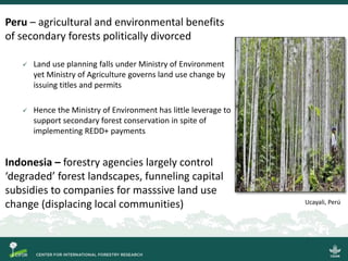 Key governance issues and the fate of secondary forests as a tool for large-scale forest restoration