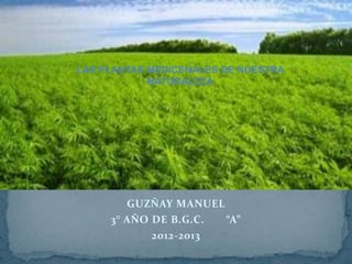 LAS PLANTAS MEDICENALES DE NUESTRA
            NATURALEZA




        GUZÑAY MANUEL
     3° AÑO DE B.G.C. “A”
            2012-2013
 
