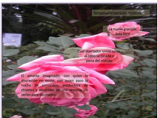Temperamental pero no tontaLa nueva granada esta libreCual libertador sintió celos al saberla casada y pena del marido El amante imaginado, con quien la discreción no existe, con quien paso la noche de conocidos, productora de chismes y escarnios de una semana sin verles para decírselos.