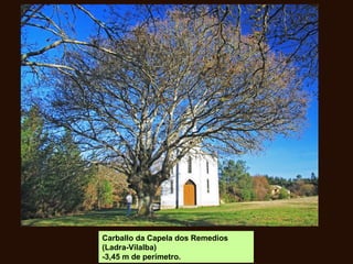 Carballo da Capela dos Remedios
(Ladra-Vilalba)
-3,45 m de perímetro.
 
