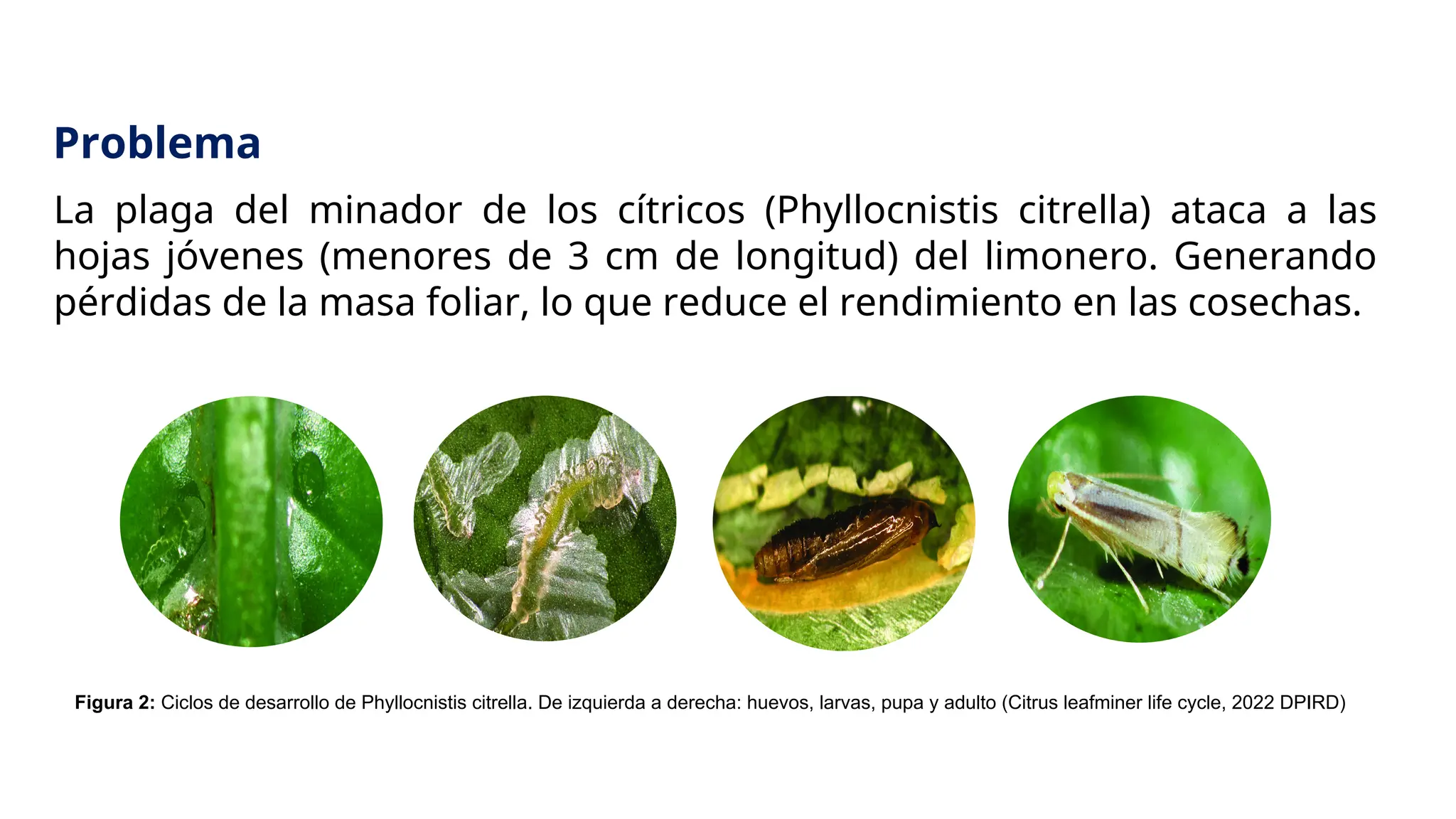 La plaga del minador de los cítricos (Phyllocnistis citrella) ataca a las
hojas jóvenes (menores de 3 cm de longitud) del limonero. Generando
pérdidas de la masa foliar, lo que reduce el rendimiento en las cosechas.
Problema
Figura 2: Ciclos de desarrollo de Phyllocnistis citrella. De izquierda a derecha: huevos, larvas, pupa y adulto (Citrus leafminer life cycle, 2022 DPIRD)
 