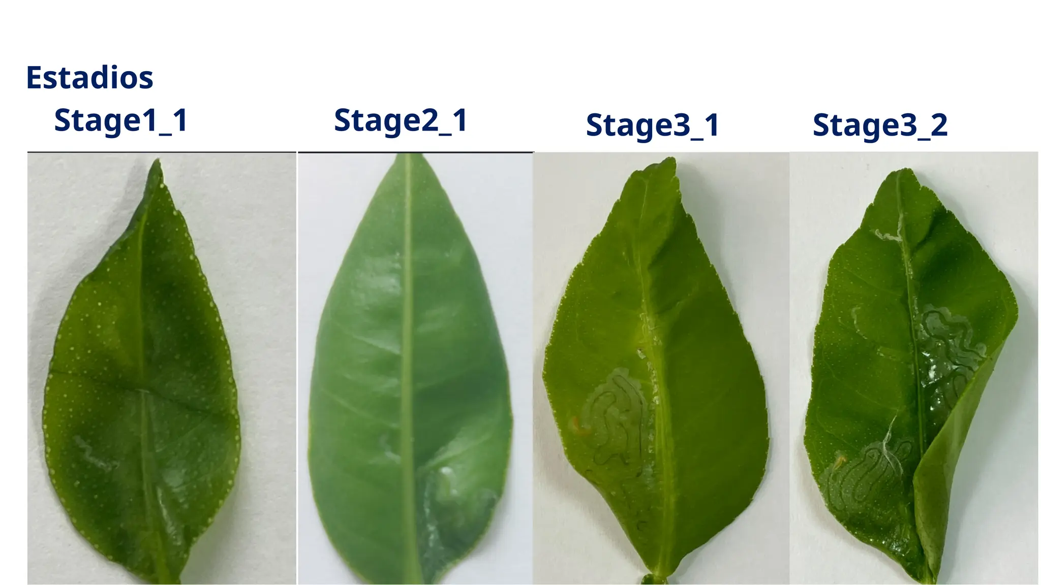 Estadios
Stage1_1 Stage2_1 Stage3_1 Stage3_2
 