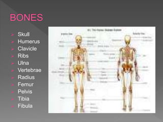  Skull
 Humerus
 Clavicle
 Ribs
 Ulna
 Vertebrae
 Radius
 Femur
 Pelvis
 Tibia
 Fibula
 